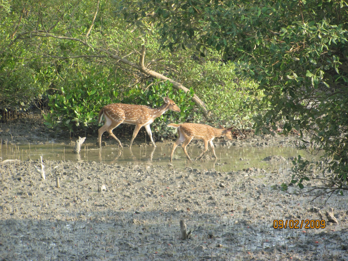 Delhi-Sariska National Park Weekend Tour 