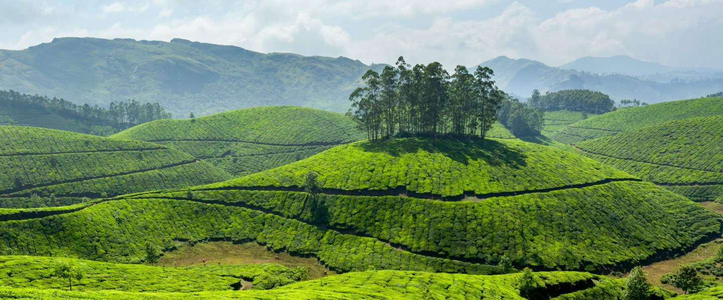 Cochin-Munnar Weekend Tour