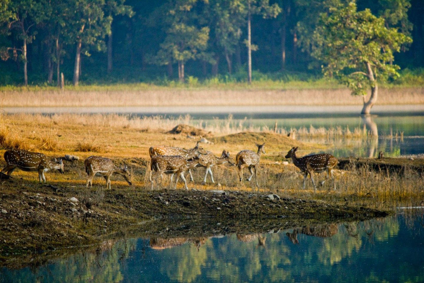 Short Escape to Pench 